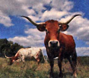 State nickname:  Lone Star StateSt.. USA - Travel to the US of A