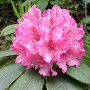  Washington's  state flower, the Co.. USA - Travel to the US of A
