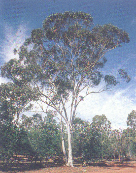 Eucalyptus trees (gum .. 