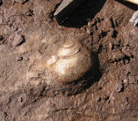 une trouvaille d'un gr.. Nature - 