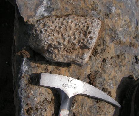 et un joli corail hexa.. Nature - 
