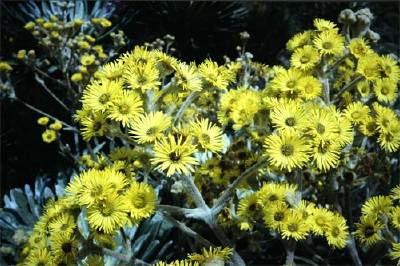 flora de venezuela-el .. 