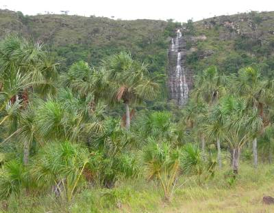 morichal -  