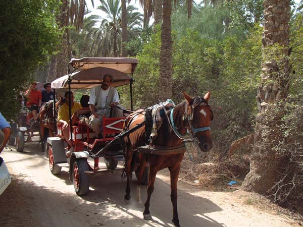 Une balade en pleine O.. Tunisie - 
