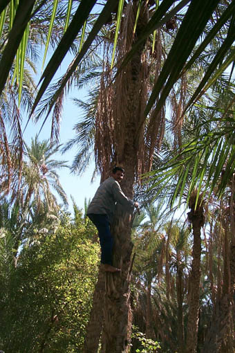  Tunisie - 