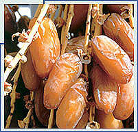Les dattes Deglet Enou.. Tunisie - 