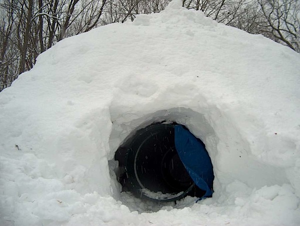 37001_snowfort.jpg
